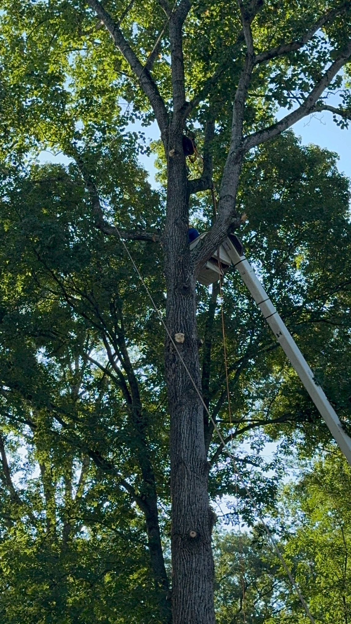 Rene Tree Service LLC Image